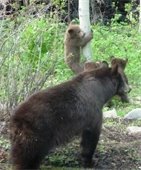 Bear and Cub